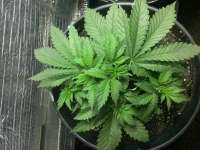 Swamp Boys Seeds Legend of Nigeria - foto de sigdude21