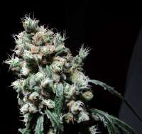 Swamp Boys Seeds Romie - foto de Ganji