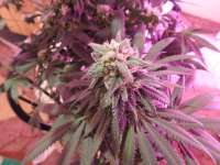 Swamp Donkey Seeds Purple Frost Monster - foto de budmaster