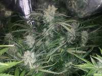 Sweet Seeds Big Devil XL Auto - foto de kappkillero187