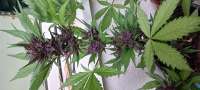 Sweet Seeds Black Cream Auto - foto de sainor1