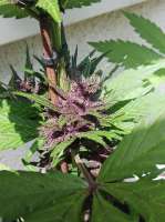 Sweet Seeds Black Cream Auto - foto de sainor1