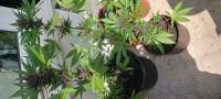 Sweet Seeds Black Cream Auto - foto de sainor1