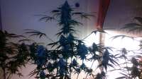 Imagen de luisdeobra (Black Jack Auto)