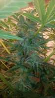 Imagen de luisdeobra (Black Jack Auto)