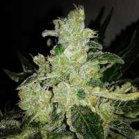 Sweet Seeds Black Jack F1 Fast Version - foto de optimystisch