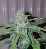 Sweet Seeds Blow Mind Auto - foto de dieselryder82