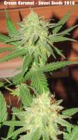 Sweet Seeds Cream Caramel - foto de Plantaznick