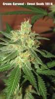 Sweet Seeds Cream Caramel - foto de Plantaznick