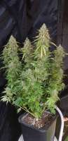 Sweet Seeds Cream Caramel F1 Fast Version - foto de Snipp