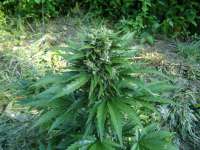 Sweet Seeds Cream Mandarine Auto - foto de kyuss