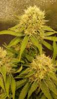 Sweet Seeds Crystal Candy - foto de Snipp