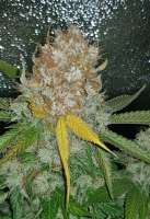 Sweet Seeds Crystal Candy - foto de Snipp