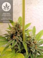 Sweet Seeds Crystal Candy F1 Fast Version - foto de pineappleltd