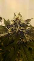 Imagen de hanedizzle (Dark Devil Auto)