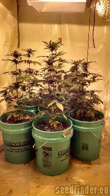 Sweet Seeds Dark Devil Auto