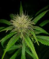 Sweet Seeds Devil Cream Auto - foto de manutara