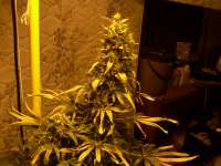 Sweet Seeds Double White - foto de sensamella