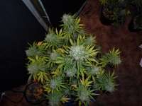 Imagen de hank123 (Fast Bud Auto)