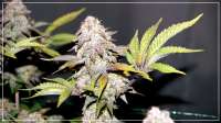 Sweet Seeds Green Poison - foto de scrog