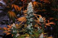 Sweet Seeds Ice Cool - foto de Jubei