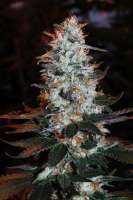 Sweet Seeds Ice Cool - foto de Jubei