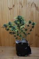 Sweet Seeds Jack 47 Auto - foto de lemur108