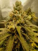 Sweet Seeds Jack 47 F1 Fast Version - foto de JudasChrist