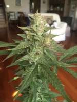 Sweet Seeds S.A.D. Sweet Afgani Delicious Auto - foto de Malakh