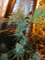 Sweet Seeds S.A.D. Sweet Afgani Delicious S1 - foto de Hempsmoke