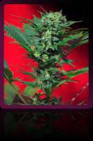 Sweet Seeds Speed Devil Auto - foto de masterofthegoons