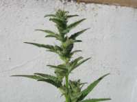 Sweet Seeds Speed Devil Auto - foto de misty