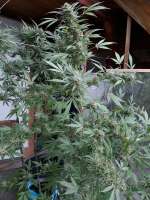 Sweet Seeds Sweet Cheese F1 Fast Version - foto de ossi420