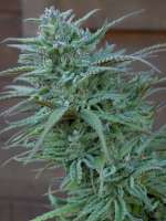 Sweet Seeds Sweet Skunk F1 Fast Version - foto de Pupiset