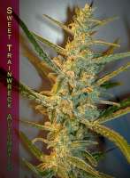 Sweet Seeds Sweet Trainwreck Auto - foto de StrainTrain