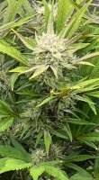 Sweet Seeds Tropicanna Poison Fast Version - foto de Pinkies