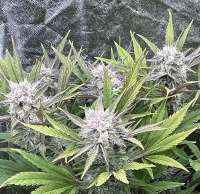 Sweet Seeds Tropicanna Poison Fast Version - foto de Pinkies