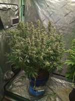 TH Seeds Auto MK-Ultra Kush - foto de Johnrepp