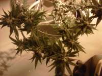 TH Seeds Burmese Kush - foto de bonedady