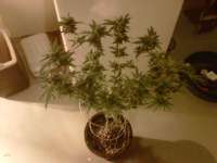 TH Seeds Burmese Kush - foto de bonedady