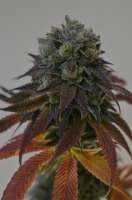 TH Seeds DarkStar - foto de Deadhead89