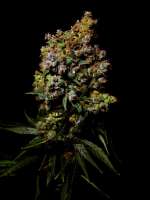 TH Seeds Heavy Duty Fruity - foto de Farma