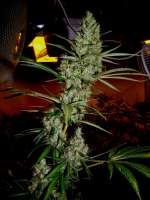 TH Seeds Heavy Duty Fruity - foto de Farma