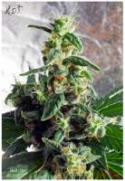 TH Seeds Heavy Duty Fruity - foto de DrDoom