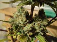 TH Seeds Kushage - foto de loveweed27