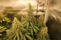 TH Seeds La S.A.G.E. CBD - foto de AstroCreep