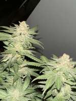 TH Seeds MOB - foto de Weedexpertt