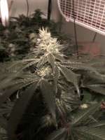 TH Seeds Mk-Ultra - foto de levi80k