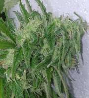 TH Seeds Skunk XXX - foto de manutara