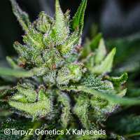 TerpyZ X KalySeeds Lemon Alien - foto de TerpyZ